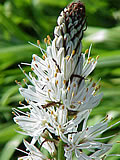 asphodel